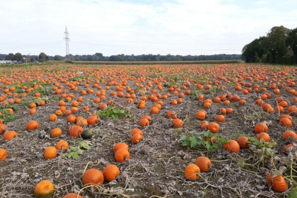 Bild Kürbis feld verkleinert