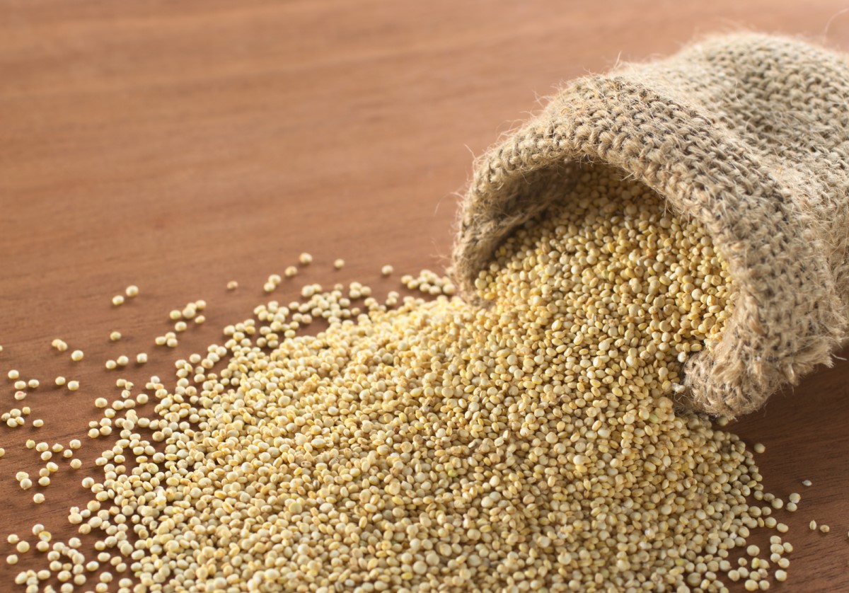Quinoa Saatgut - Obsthof Knab
